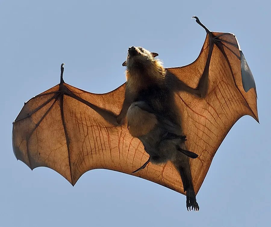 Bat examples