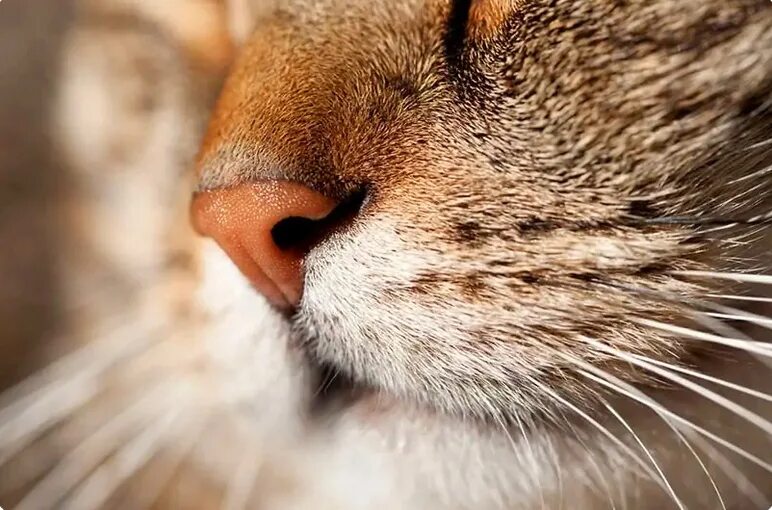 Кошка сопит носом. Нос кошки. Мокрая кошка. Вибриссы. Макросъёмка кошка.