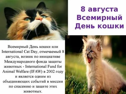 День кота в мире
