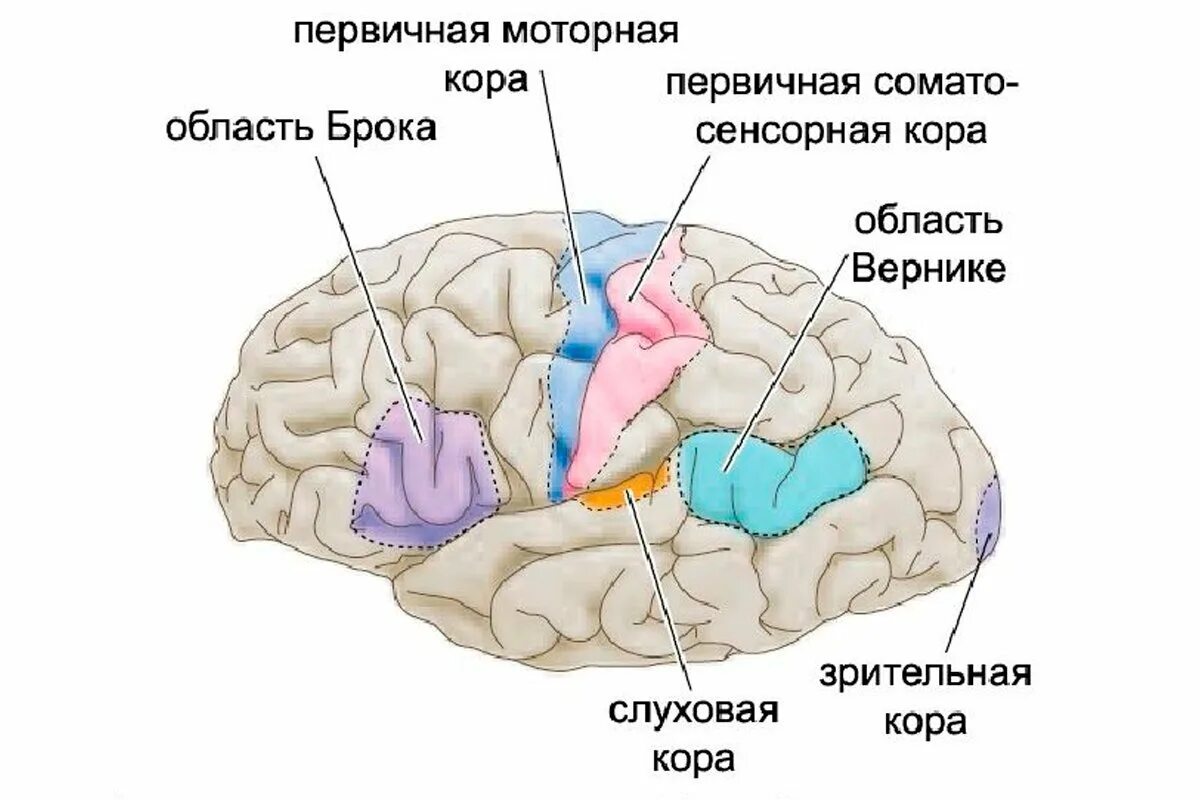 Речевые центры Брока и Вернике. Сенсомоторные зоны коры головного мозга. Моторные зоны коры больших полушарий головного мозга. Сенсорные ассоциативные и моторные зоны коры.