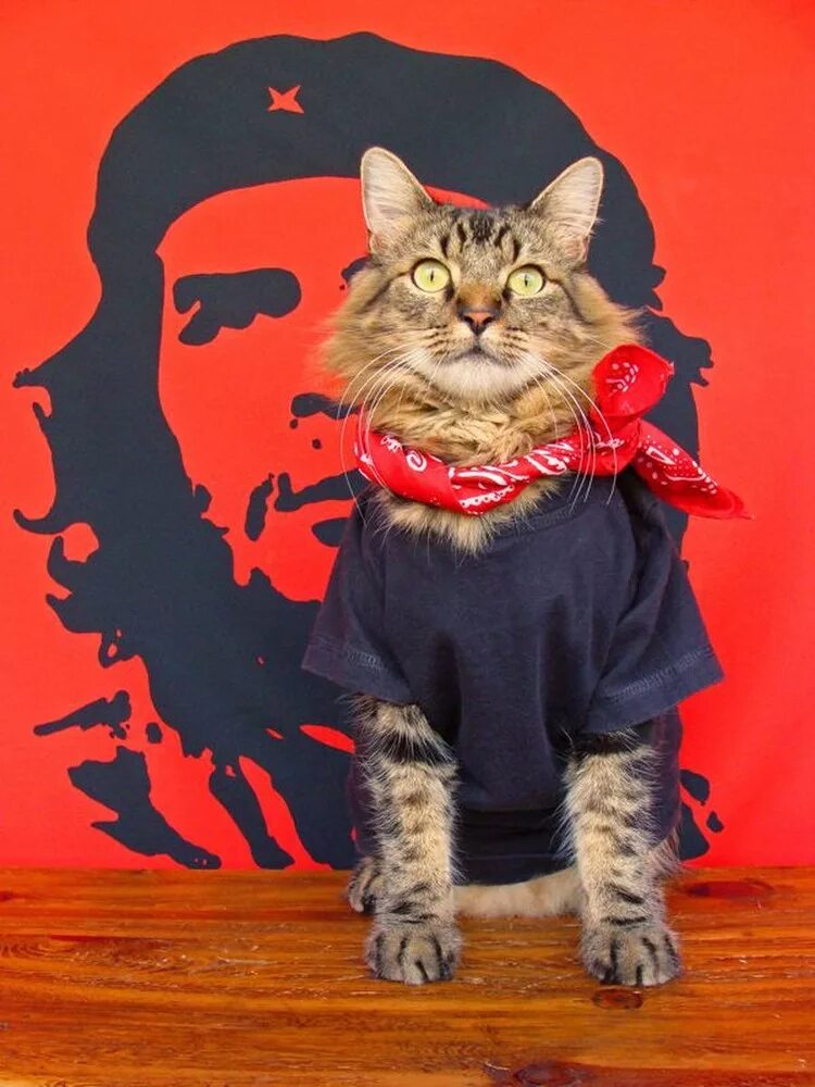 Кот одет. Кот в одежде. одежда для кошек. котята в одежде. котики в нарядах.