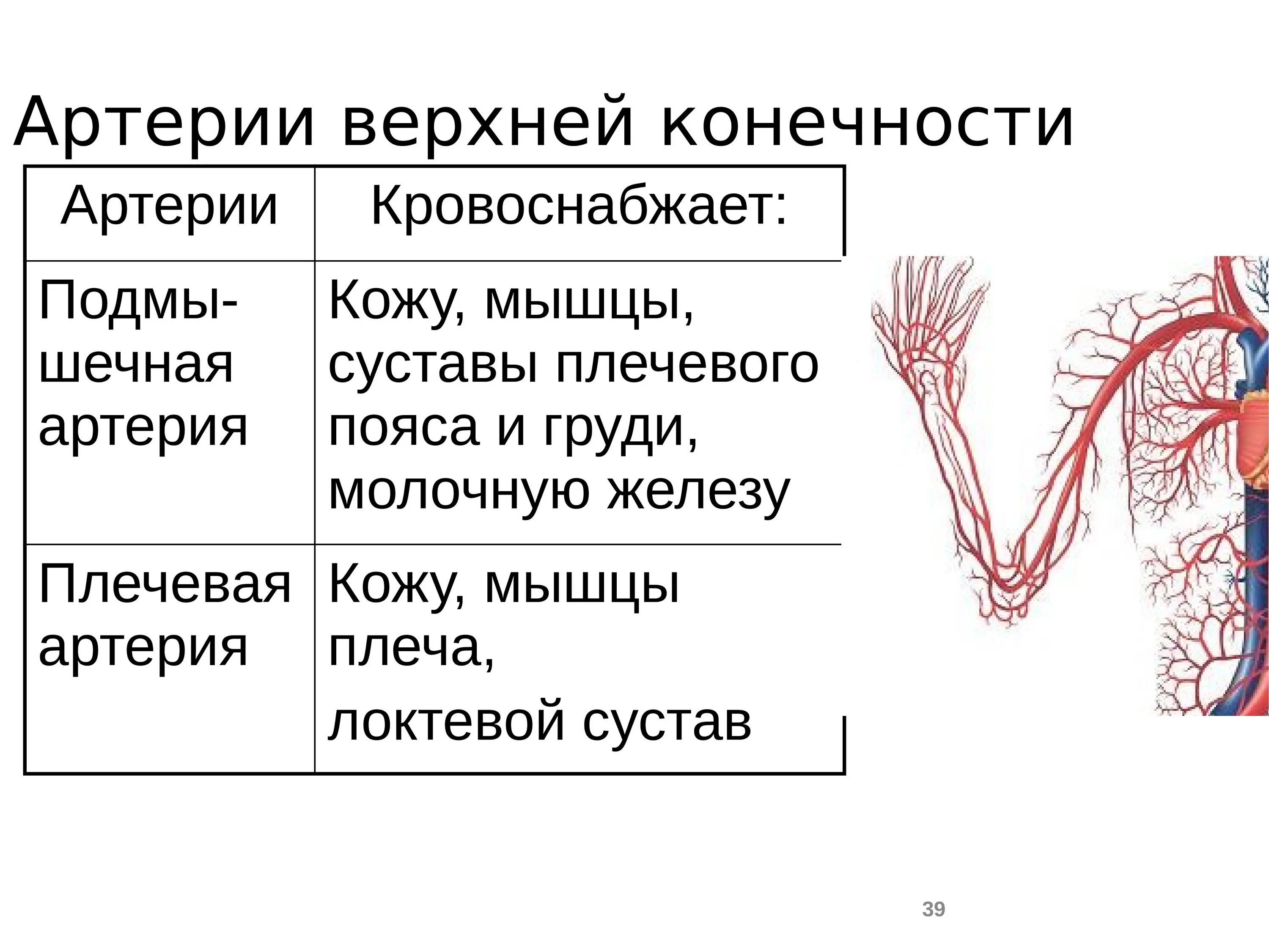 Кровоснабжение верхней конечности анатомия. Схема ветвления артерий верхней конечности. Кровоснабжение плечевого пояса. Схема кровоснабжения верхней конечности. Кровообращение верхней конечности