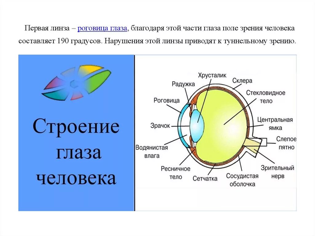 Как устроено зрение