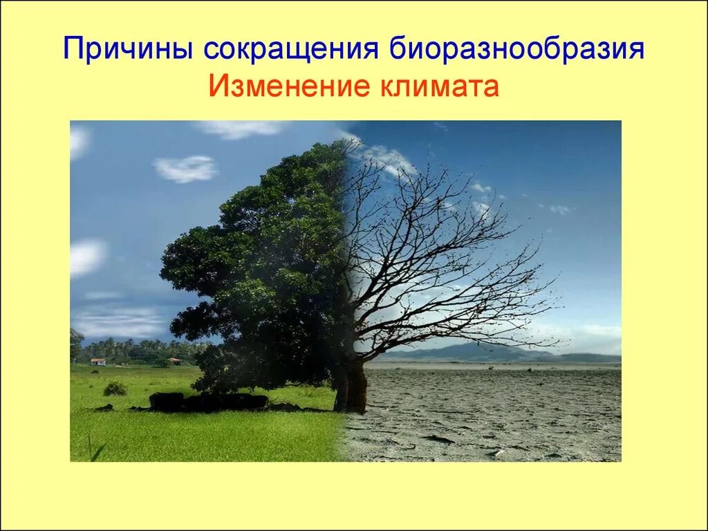 Угрозы биоразнообразию. Изменение биоразнообразия. Снижение биоразнообразия. Флора и фауна. Типы биоразнообразия.