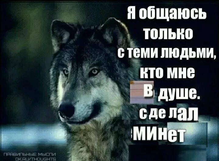 Волчьи цитаты мем. Цитаты волка. волк мем. цитаты волка смешные.