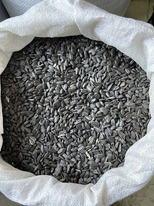 Семена подсолнечника в мешках. Семена подсолнечника для птиц. Семена подсолнечника в мешках. Семечки подсолнечника для птиц. Мешок семечек.