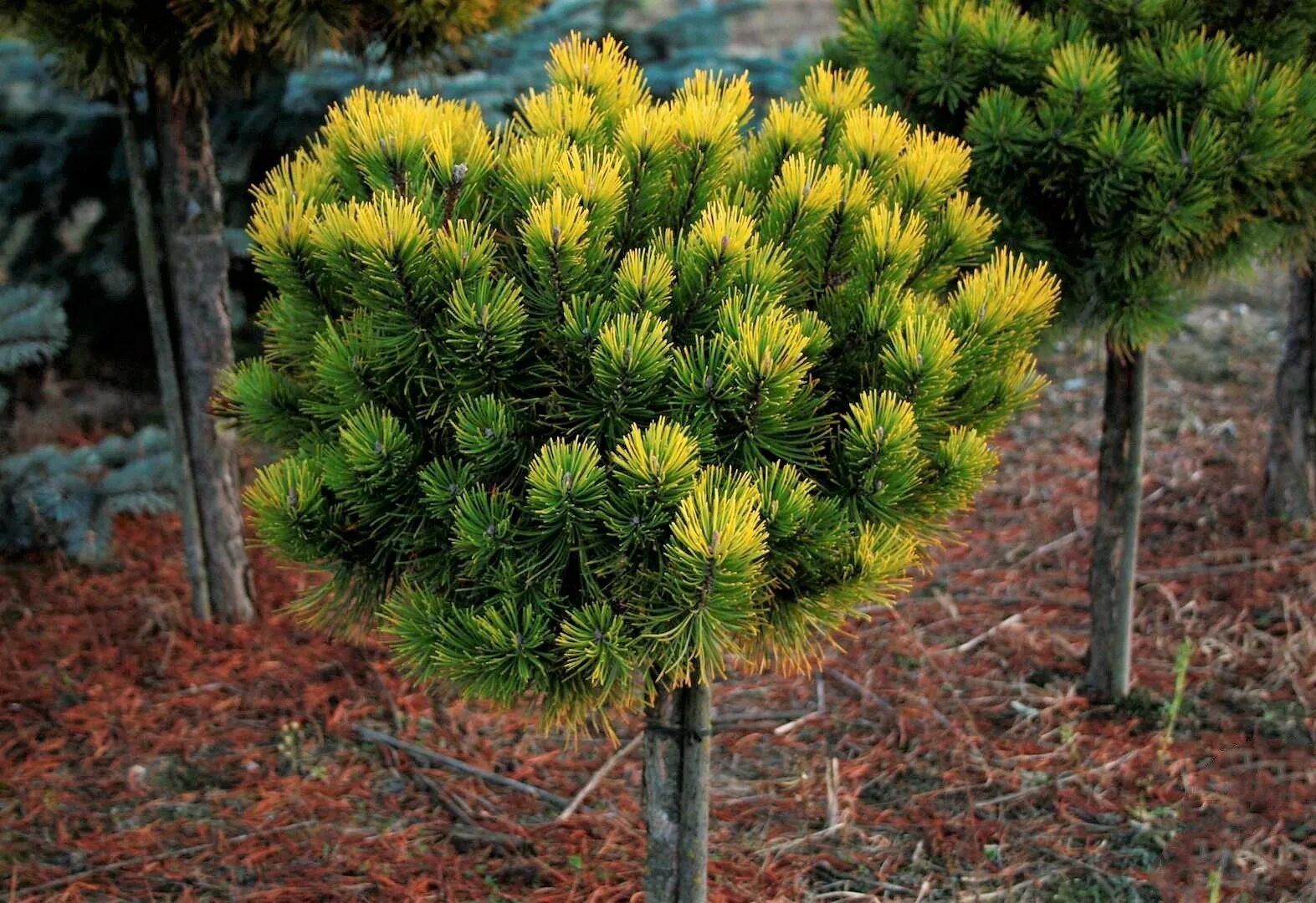 Сосна горная карликовая. Сосна Горная Пинус Муго. Сосна Горная Pinus mugo OPHIR. Пинус Муго Офир. Сосна Горная OPHIR/Pinus mugo штамб.