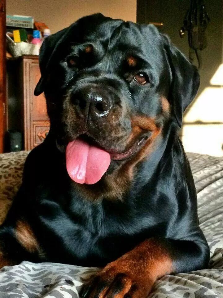 Большая черная собака. Собака ротвейлер. Ротвейлер Бэст. Сторожевые собаки ротвейлер. Большой черный ротвейлер.