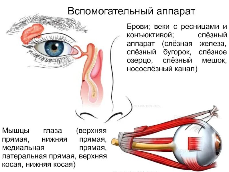 Брови аппарат глаза