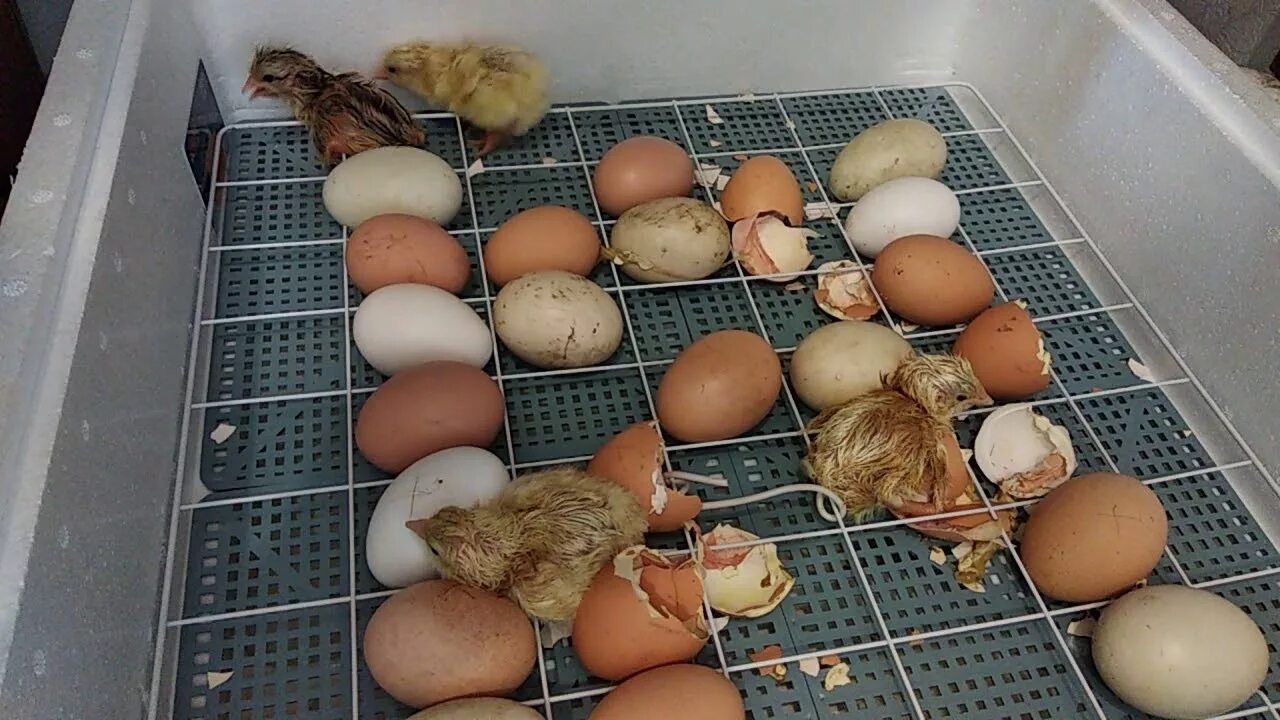 Фото развития цыпленка. Инкубатор Птицевод 64 яйца. Инкубатор Borotto. Инкубатор BSTINS 64 яйца. Куриные яйца в инкубаторе.
