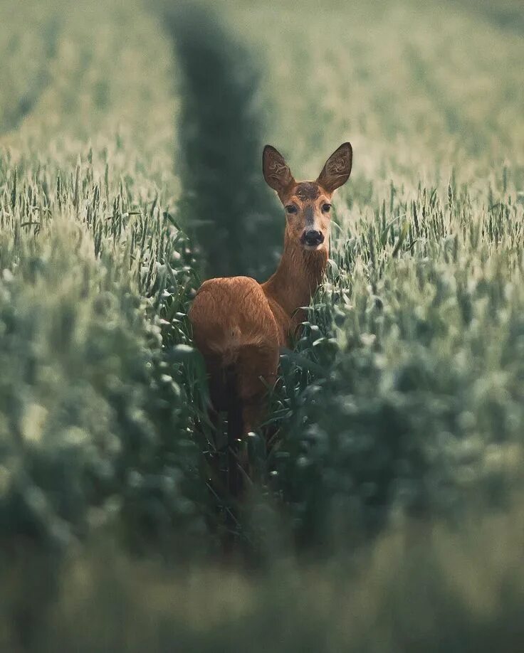 Природа животные картинки фото Фотограф Dylan Furst 2016 Путешествия ВКонтакте