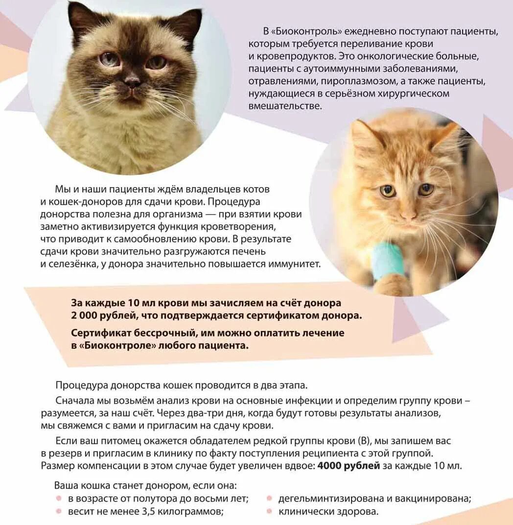 Группы крови у кошек. Переливание крови у кошек. Группа крови кота. Кошачья донорская кровь.