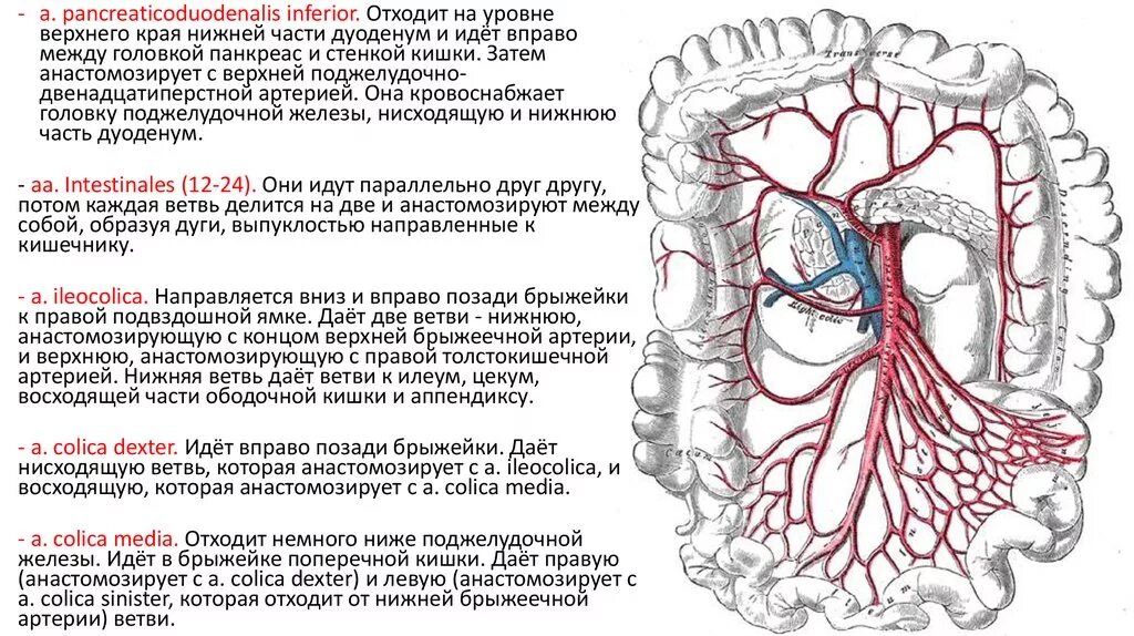 Мезентериальный тромбоз нижней брыжеечной артерии. Мезентериальный тромбоз патанатомия. Причины острого нарушения мезентериального кровообращения. Подвздошно ободочная артерия. По дну чего проложена артерия жизни