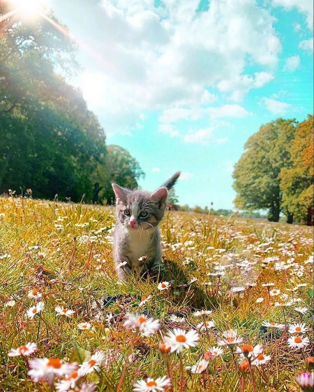 Кот вышел поляну и сладко. Кот на природе. красивая кошка на природе. летний кот. кот на лугу.
