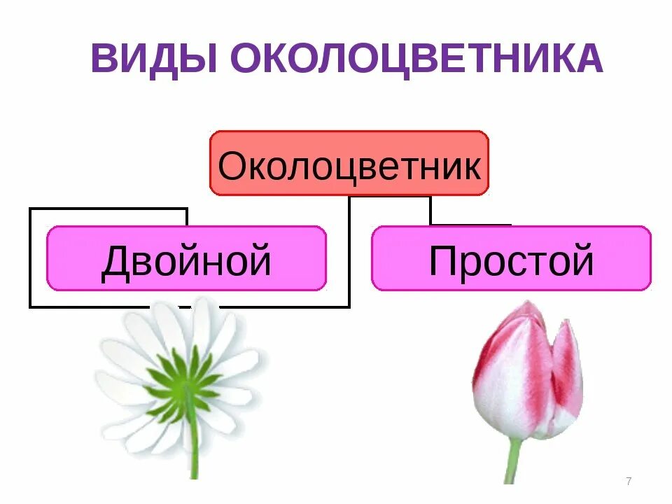 Какой околоцветник изображен на рисунке. Околоцветник это в биологии 6 класс. Околоцветник биология 6 класс схема. Обоеполый околоцветник. Двойной околоцветник и простой околоцветник.