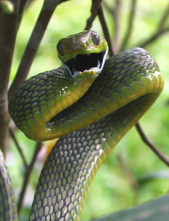 Покажи про змей. Boiga cyanea. Зеленая бойга змея. Boiga nigriceps. Зеленая бойга ядовитая.