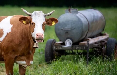 Cow bell