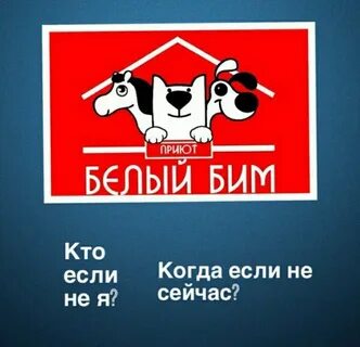 Белый бим кострома