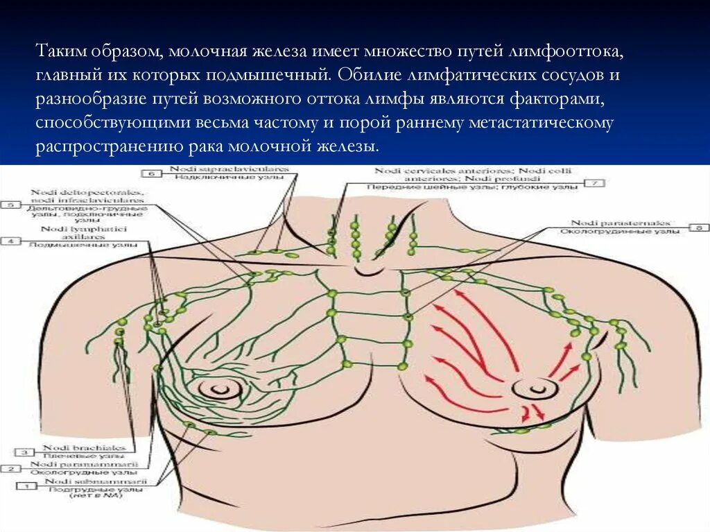 Удаление груди и лимфоузлов. Лимфатическая система молочной железы анатомия. Топография лимфатической системы молочной железы. Лимфатическая система молочной желез. Лимфатическая система молочной железы пути оттока.