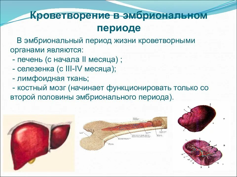 Селезенка и эритроциты. Органы кроветворения в эмбриональном периоде развития. Система органов кроветворения схема. Кроветворение. Эмбриональный постэмбриональный гемоцитопоэз.. Эмбриональное кроветворение в костном мозге.