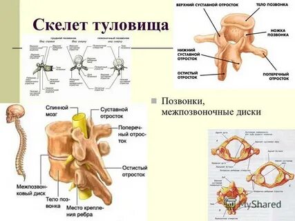 Тела позвонков какие кости