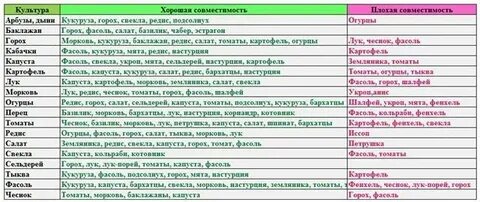 Что сажать на грядку после огурцов