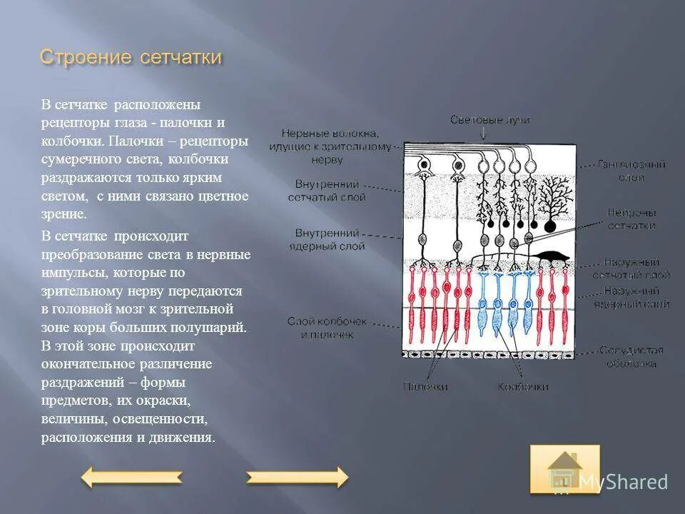 Структура палочек и колбочек сетчатки. Светочувствительные клетки (палочки и колбочки) располагаются:. Палочки и колбочки сетчатки строение. Сетчатка палочки и колбочки строение и функции. Сетчатка относится к