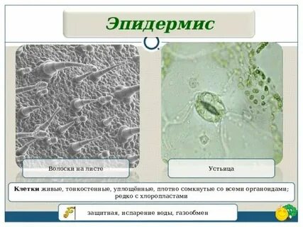 Клетки плотно сомкнуты какая ткань