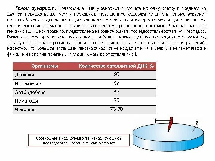 Процент ДНК. Процент ДНК содержащий гены у эукариот. Информация содержащая проценты