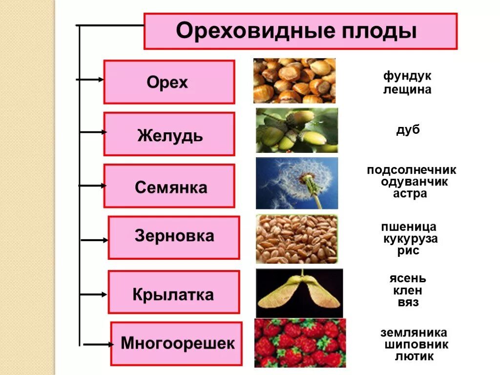 Классификация плодов ореховидные. Плод орех примеры растений. Классификация плодов орешек. В ды ореховидных плодов. Какой из перечисленных плодов является односеменным