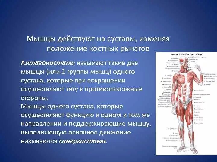 Мышцы и суставы. Мышцами антагонистами называются. Мышцы действующие на суставы. Назовите мышцы антагонисты. Назвать мышцы – антагонисты.