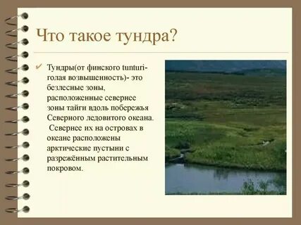 Интересные факты о тундре 4 класс