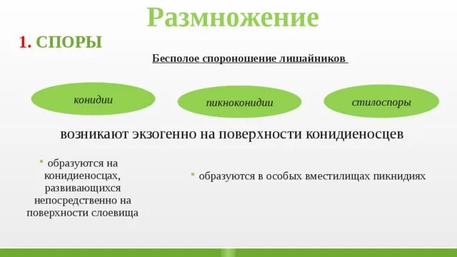 Бесполое размножение лишайников. Лишайники размножаются спорами. Размножение лишайников. Половое размножение лишайников схема.