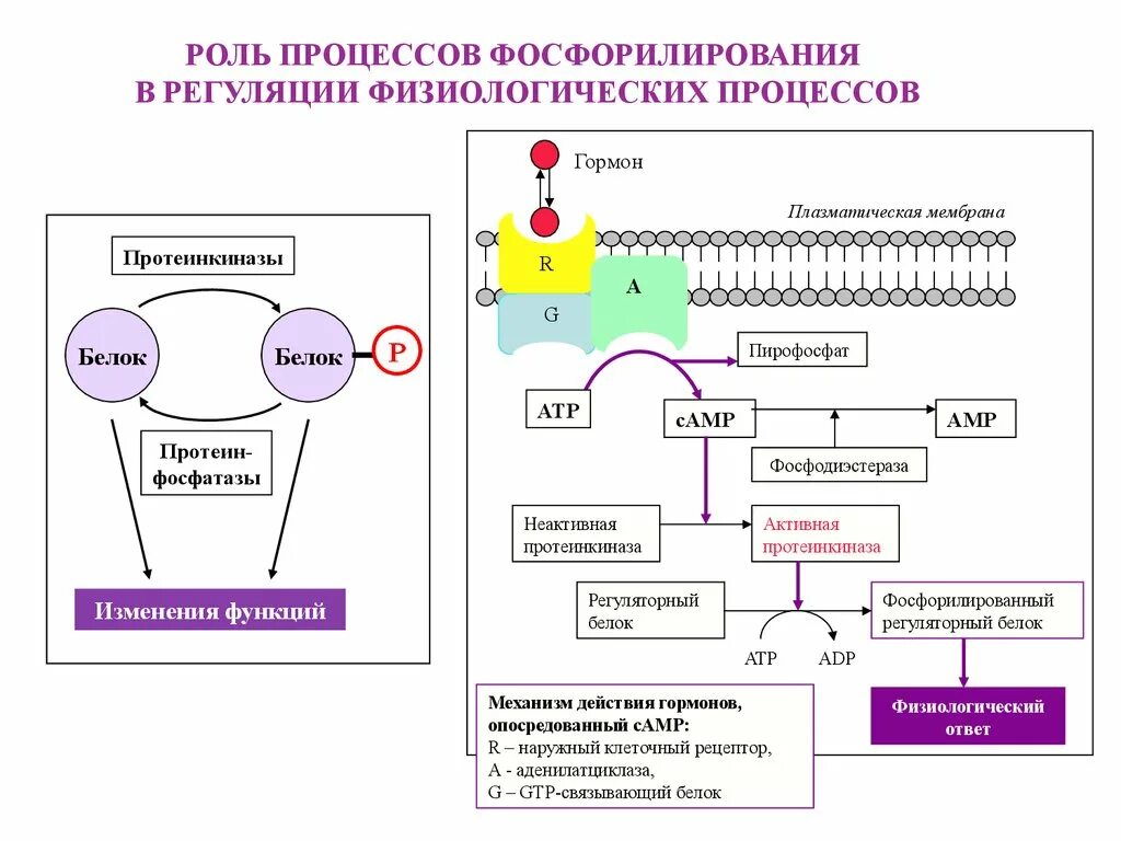 Мембранный Тип действия гормонов схема. Мембранный механизм действия гормонов схема. Рецепторы гормонов белково-пептидной природы. Механизм действия белковых гормонов.