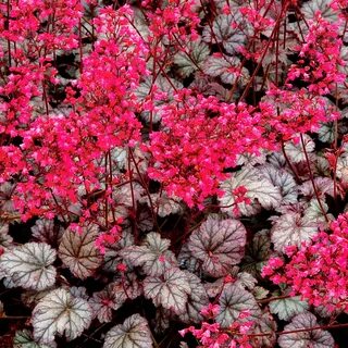 Heuchera 'Rave On' .