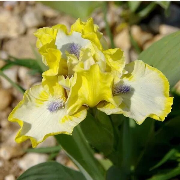 Ирис дансинг викинг. Ирис германский (iris germanica alcazar) окс i. Пеган данс ирис. Ирис dancing star (дансинг стар). Ирис dancing.