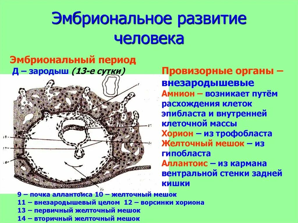 Вторичный желточный мешок гистология. Строение желточного мешка гистология. Функции желточного мешка. Желточный мешок гистология.