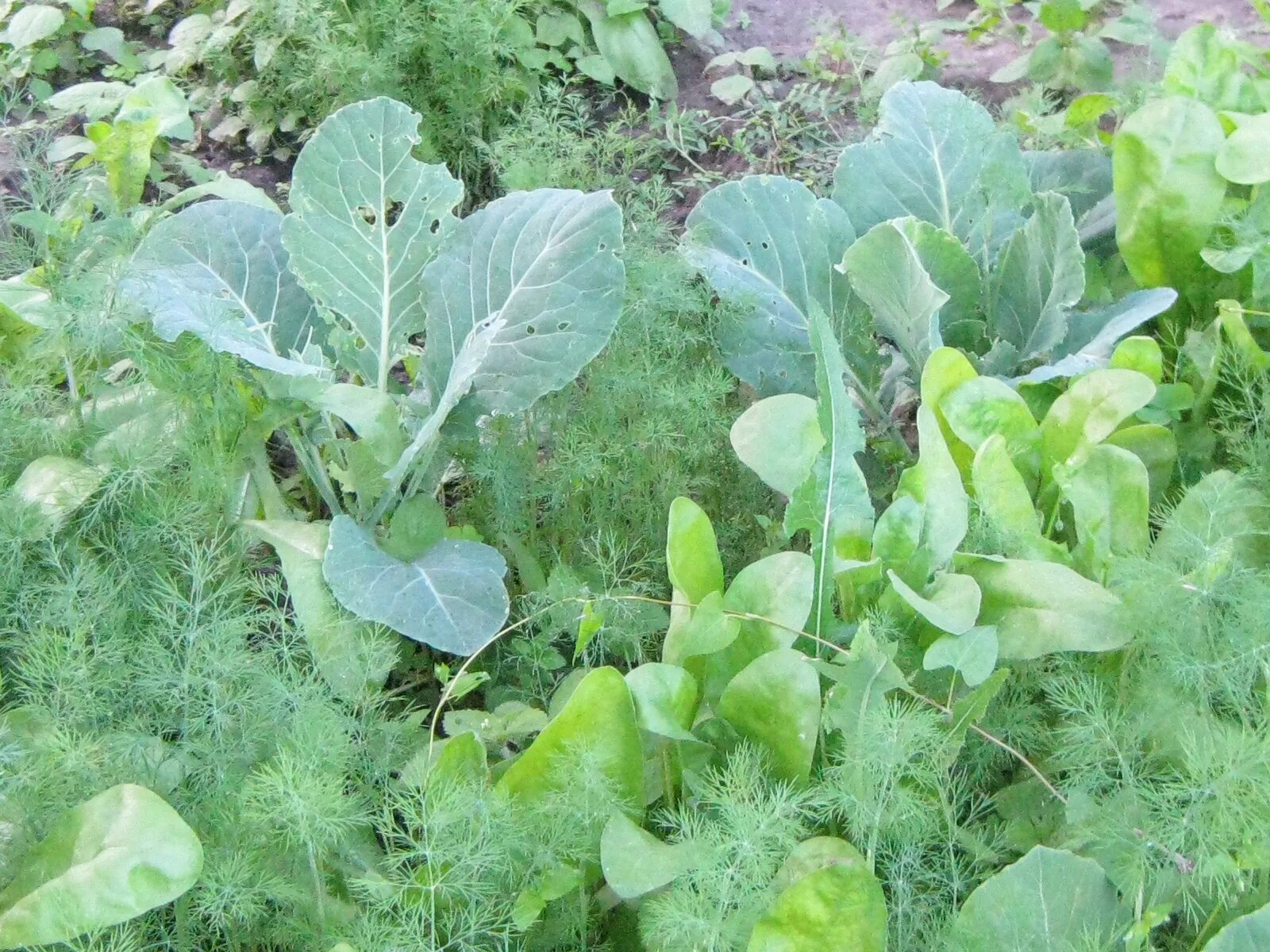 капуста на грядке. смешанные посадки капуста. лучшие соседи для капусты. лук и капуста на одной грядке. капустные грядки.