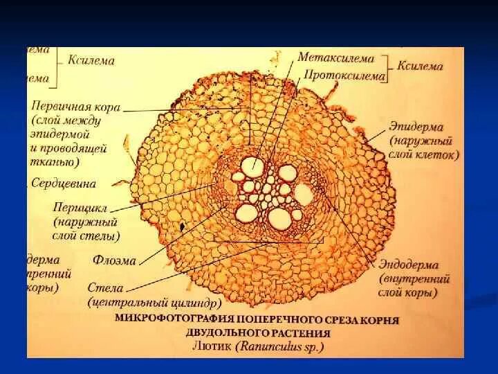 Поперечный срез корня флоэма. Срез корня Ксилема флоэма. Поперечный срез корня Лютика. Строение корневища орляка.