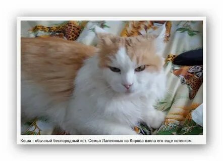 История жизни кота