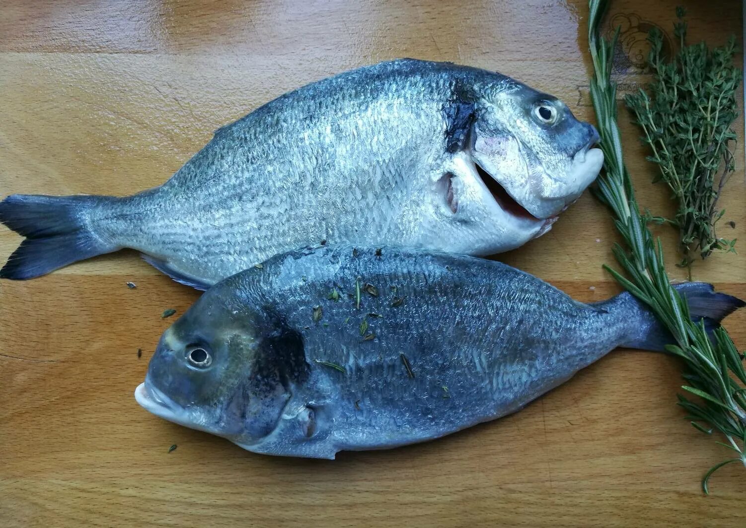 лосось тихоокеанский дальневосточный. горбуша тихоокеанская. красноперка угай. рыба дальневосточная названия. семейство лососевых рыб список.