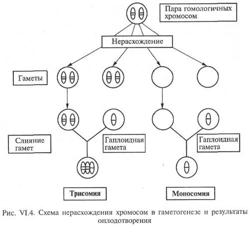 Схема нерасхождения хромосом в гаметогенезе. Схема нерасхождения хромосом при гаметогенезе. Нерасхождение половых хромосом у человека. Трисомия 21 21 мейотическое нерасхождение. Геномные нерасхождение хромосом в мейозе