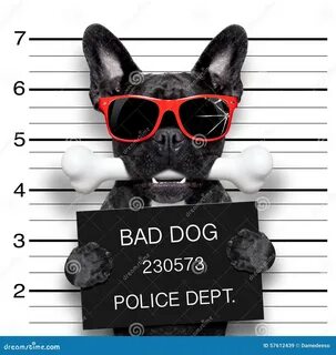 Bad dog