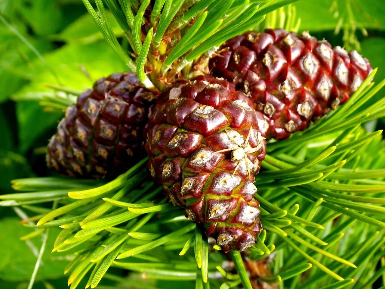 Сосна Пиния шишки. Сосновая шишка. Шишка сосны Pinus lambertiana. Карельская сосна шишки.