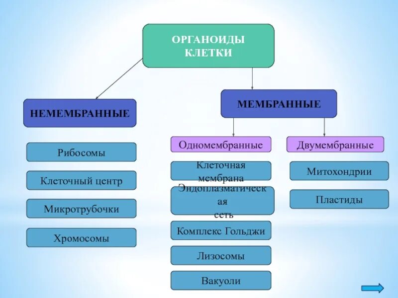 Мембранные органоиды клетки двумембранные. Немембранные клеточные органоиды функции. Строение и функции немембранных органоидов клетки таблица. Двухмембранные одномембранные немембранные. Строение клеток мембранные органоиды