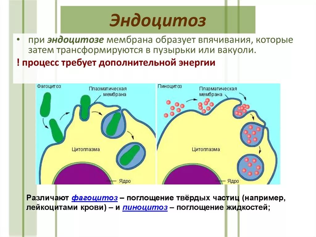 Последовательность эндоцитоза. Эндоцитоз экзоцитоз фагоцитоз это. Эндоцитоз фагоцитоз пиноцитоз. Эндоцитоз через плазматическую мембрану. Эндоцитоз клетки.