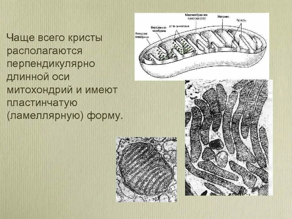 Тело пластинчатых имеет. Митохондрия с пластинчатыми кристами. Формы Крист митохондрий. Дисковидные пластинчатые Кристы митохондрий. Трубчатые Кристы.