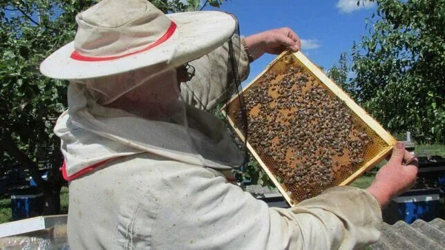 Пчелопакеты купить московская. Пчелопакеты Карника. Пчелопакеты май 2021. Безрамочные пчелопакеты. Четырех рамочные пчелопакеты.