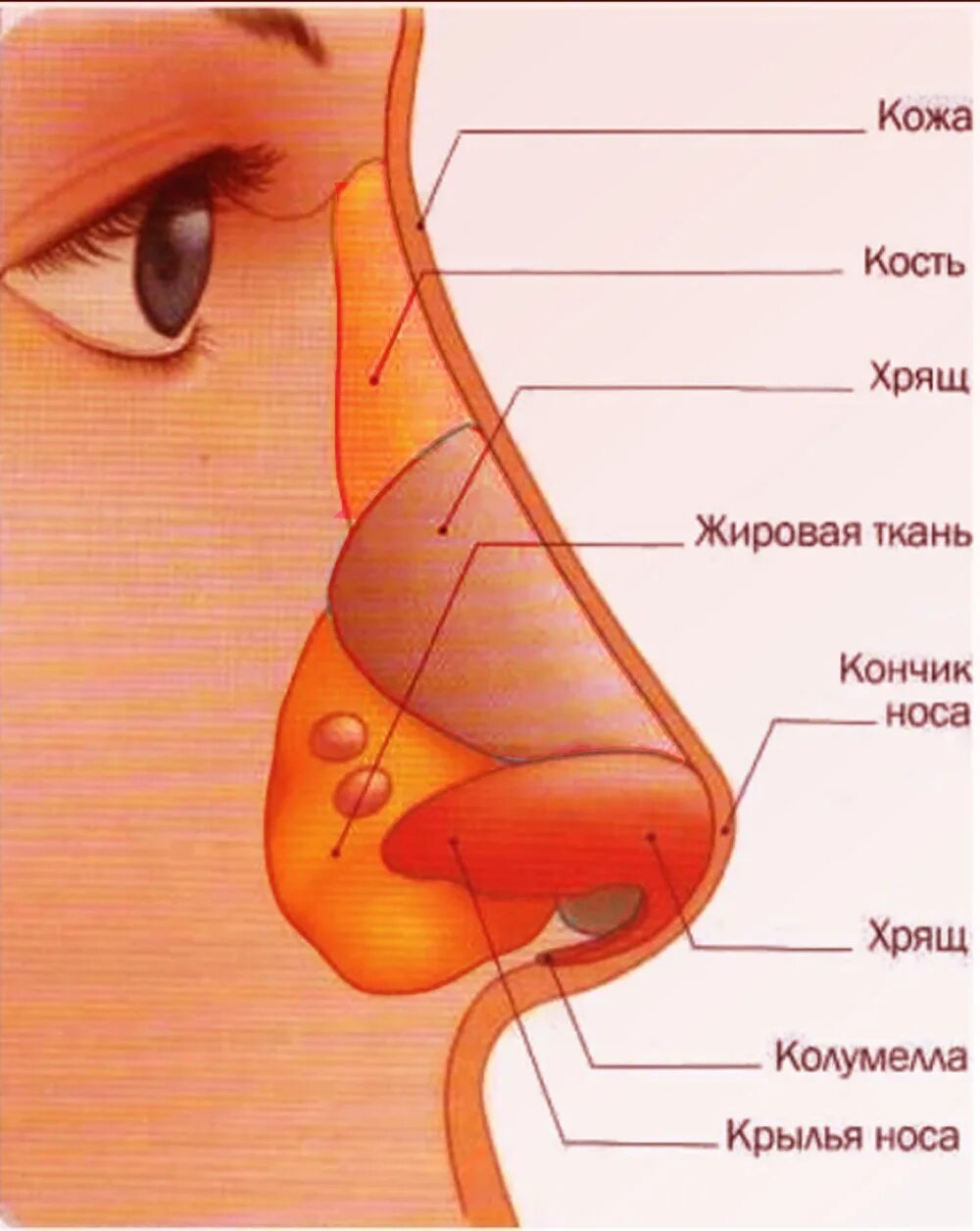 Есть у человека нос