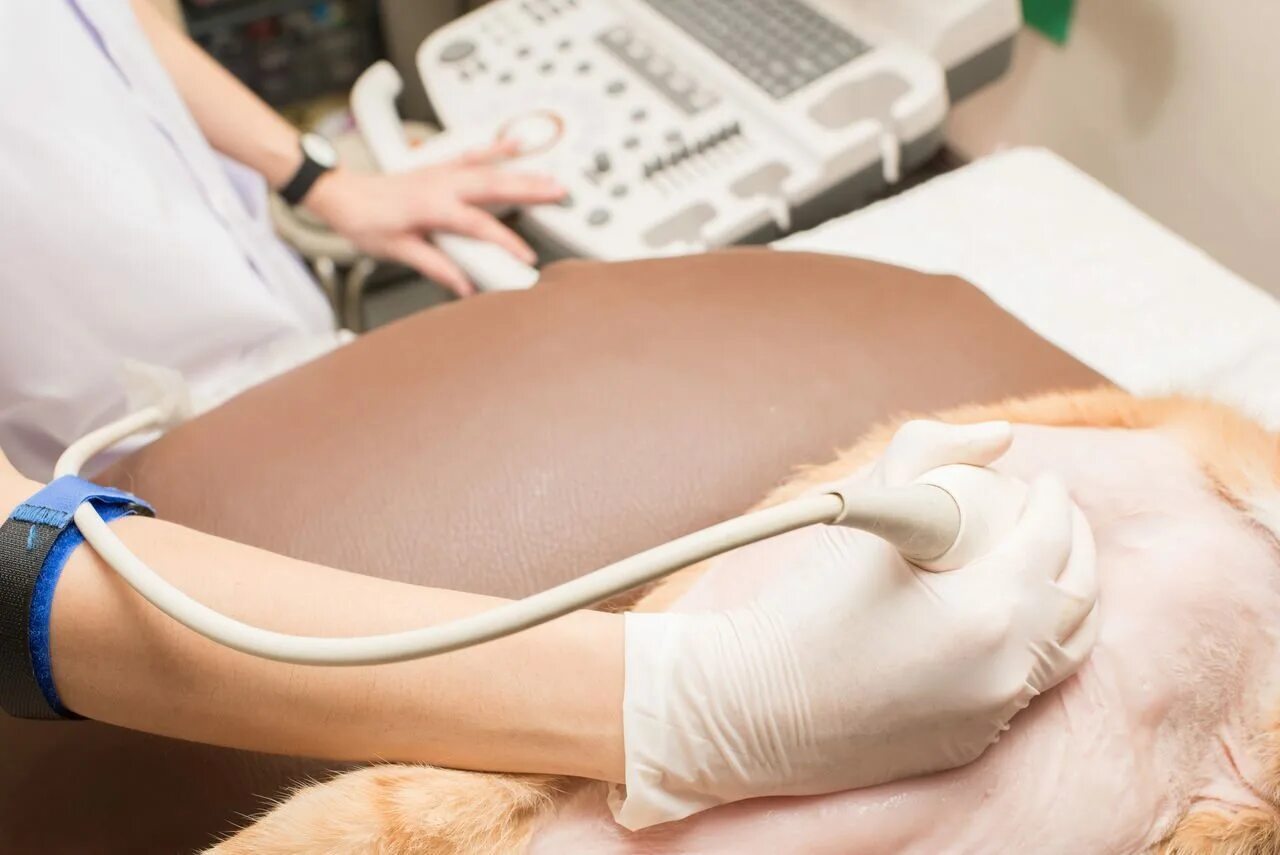 где можно сделать узи кошке. ультразвуковое исследование кошки. где можно сделать узи кошке. ультразвуковое исследование кошки. где можно сделать узи кошке.